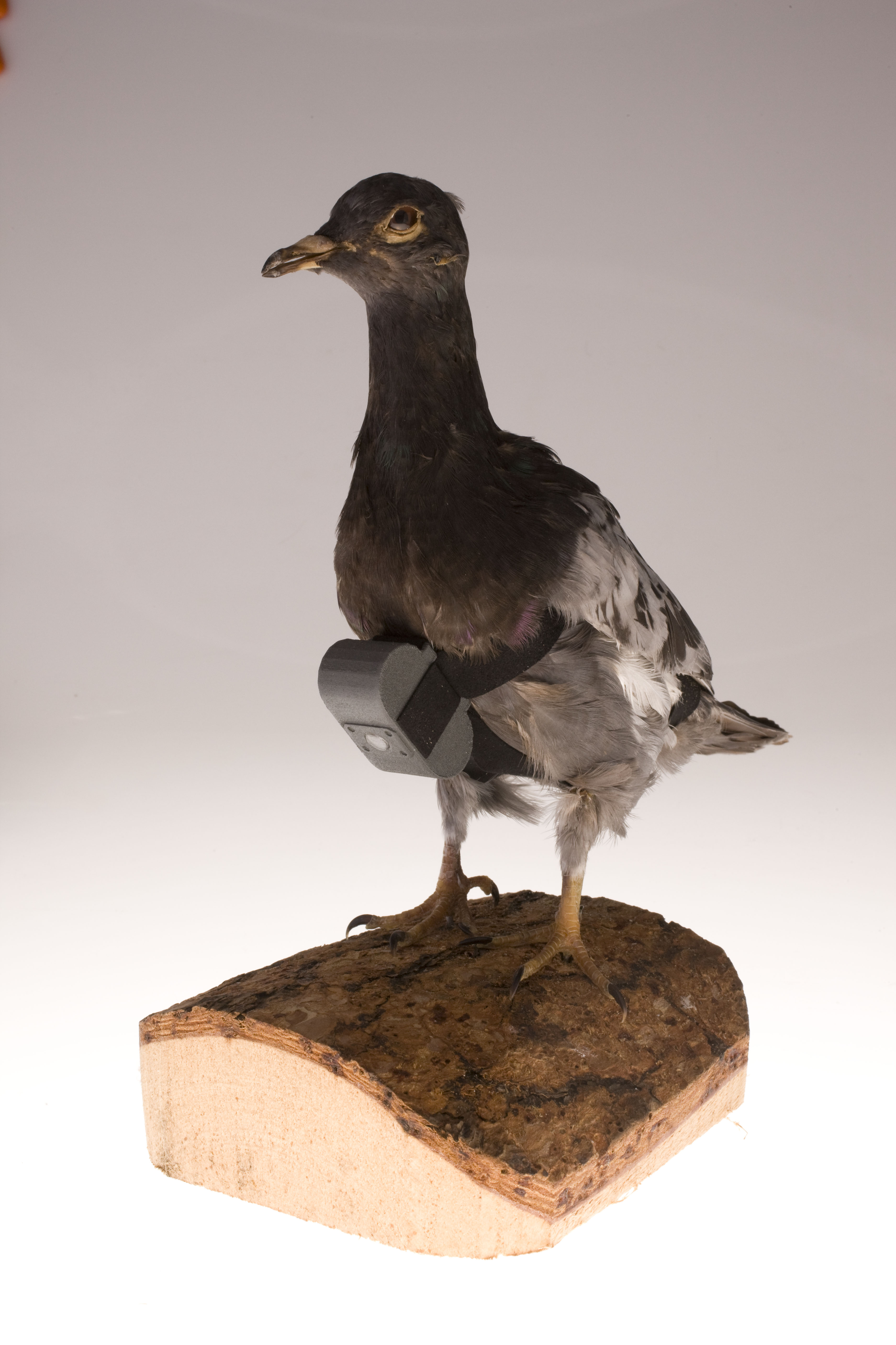 A CIA museum pigeon display with a miniature camera secured to its chest.